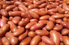 Červené fazole s čtyřnásobně překročeným limitem herbicidu haloxyfopu