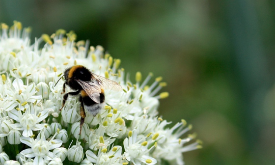 Včelpo po aféře s antibiotiky v medu má novou dozorčí radu