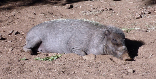 foto k článku Hrozí nebezpečí zavlečení nákazy afrického moru prasat do Čech?