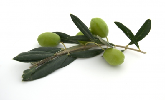 Cena olivového oleje by mohla klesnout