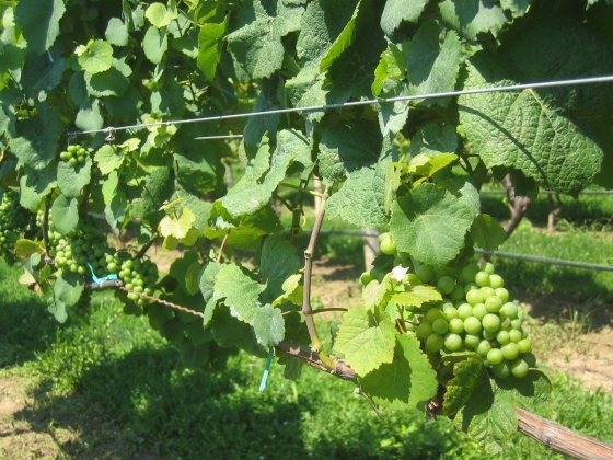 Nestihnou-li vinohradníci osázet vinice, pokuta jim nehrozí