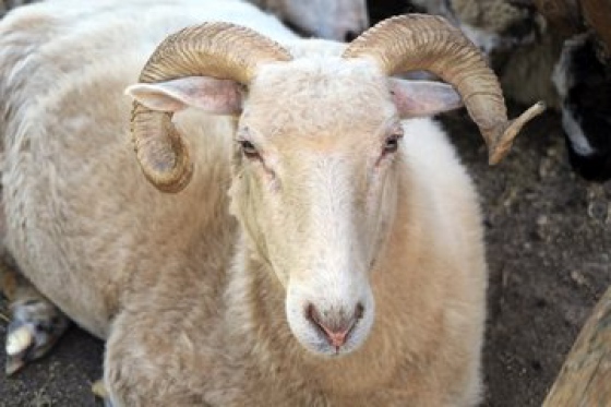 Ovce chované v Jinonicích žily v hrůzných podmínkách, díky kontrole navíc inspekce odhalila nelegální masné produkty v restauraci na Praze 7