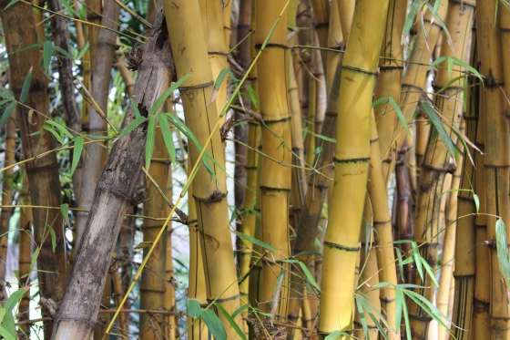 Zákaz plastových výrobků pro styk s potravinami s přídavkem bambusových či dalších rostlinných vláken