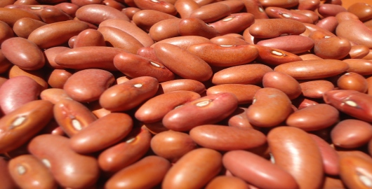 foto k článku Červené fazole s čtyřnásobně překročeným limitem herbicidu haloxyfopu