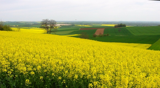 Letos začne platit zákaz užívání tří u nás nejběžnějších insekticidů