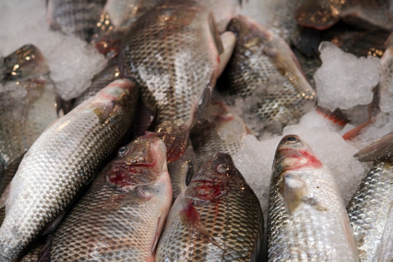 Inspekce nařídila likvidaci více než 80 kg ryb v pražské tržnici An Dong