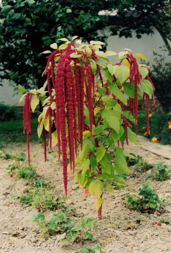 Stažení výrobku Golden Sun Bio Organic Amaranth