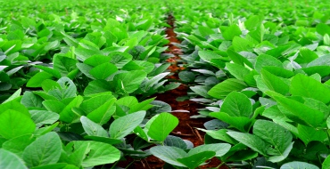 foto k článku Zájem o rostlinné produkty roste