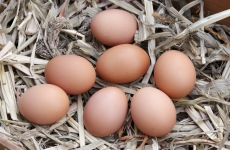 Pokles ceny vajec v dohledné době zřejmě očekávat nelze