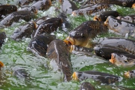 Letošní prodej vánočních kaprů se obešel bez EET, jak to bude dále, ale zůstává otázkou