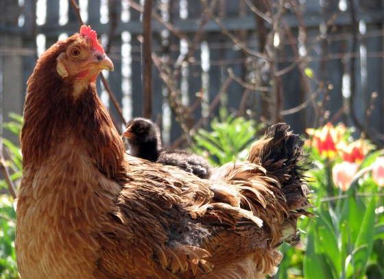 Téměř 300 kg drůbežího masa bez dokladů zajistili veterináři v Olomouckém kraji