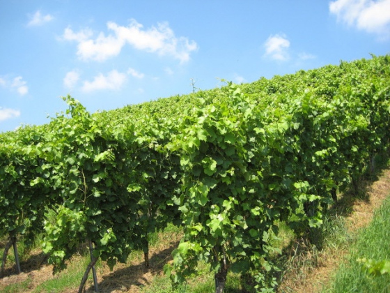 Webové stránky k vinařskému zákonu nově spustilo Ministerstvo zemědělství
