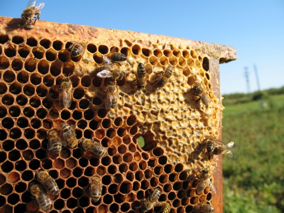 Tuzemská výroba medu byla loni nejnižší za posledních pět let