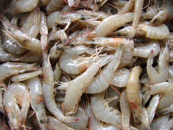 Varování před zdravotně závadnými krevetami
