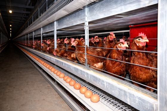 Zákaz klecových chovů: drůbežáři musí farmy přestavět do konce roku