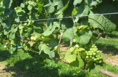 Aktuálně probíhá hlavní část vinobraní na jižní Moravě
