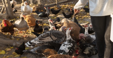 foto k článku Snazší prodej drůbeže ze dvora, změny se dočkají také malovýrobci