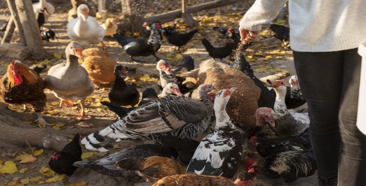 foto k článku Snazší prodej drůbeže ze dvora, změny se dočkají také malovýrobci