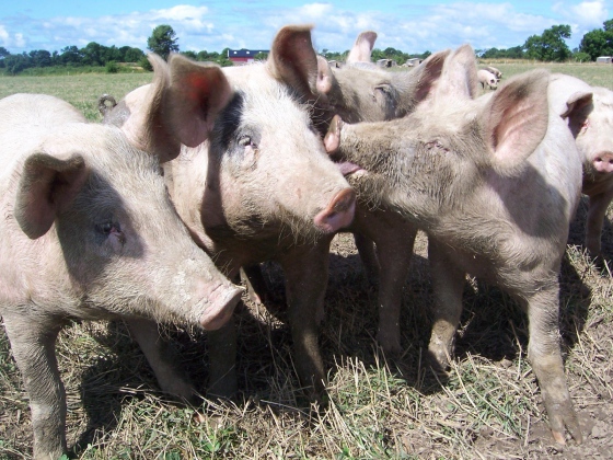 Zamořená oblast na Zlínsku se rozšiřuje, prasata z domácích malochovů čeká porážka