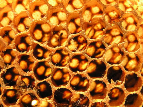 Kvůli nedovoleným antibiotikům v medu podá Český svaz včelařů trestní oznámení