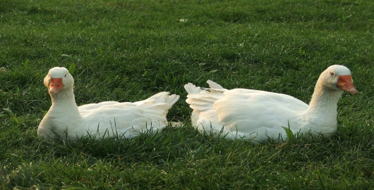 foto k článku Mimořádná veterinární opatření s ohledem na nárůst ohnisek ptačí chřipky
