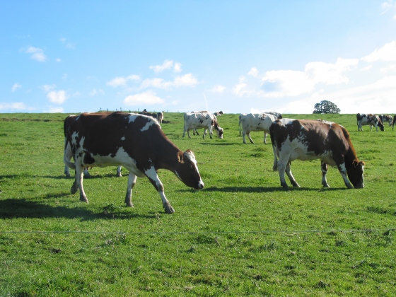 Výsledky veterinárních kontrol v Plzeňském kraji za rok 2021