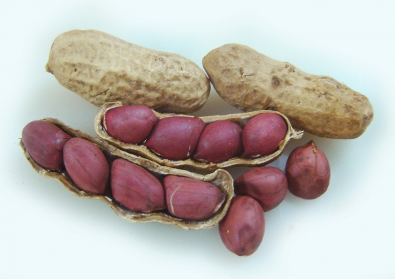 Pozor na oplatky s mnohonásobně vyšším obsahem alergenu arašídy oproti deklaraci na obalu