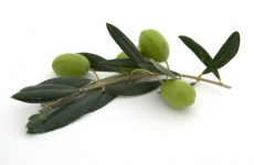 Cena olivového oleje by mohla klesnout