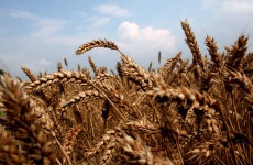 Cena potravinářské pšenice prudce stoupá