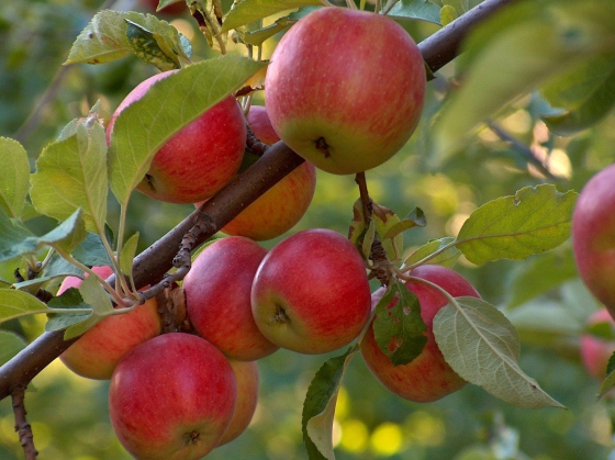 Nízká úroda jablek a její následky