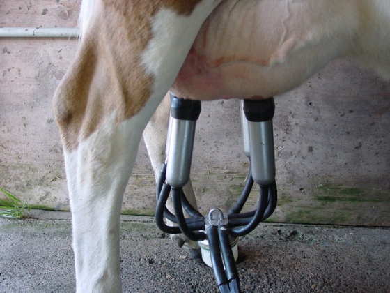 České farmáře trápí levný výkup mléka. Nejlevněji za šest let 