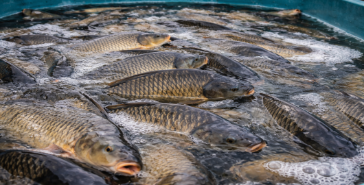 foto k článku Inspektoři před Vánocemi kontrolovali prodejce kaprů. Závady zjistili u 4 % z nich.