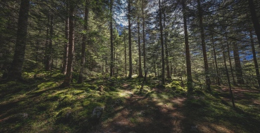 foto k článku Nová regulace EU posiluje ochranu lesů, kritici se obávají dopadu na ceny potravin