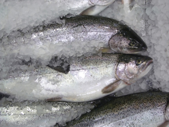 Sušené ryby mohou obsahovat smrtící jed