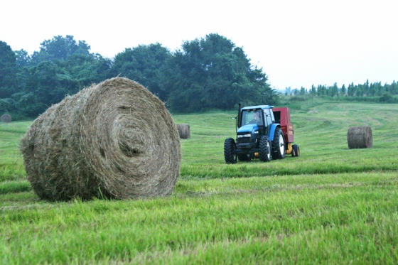 Slovenští pěstitelé a chovatelé versus obchodní řetězce
