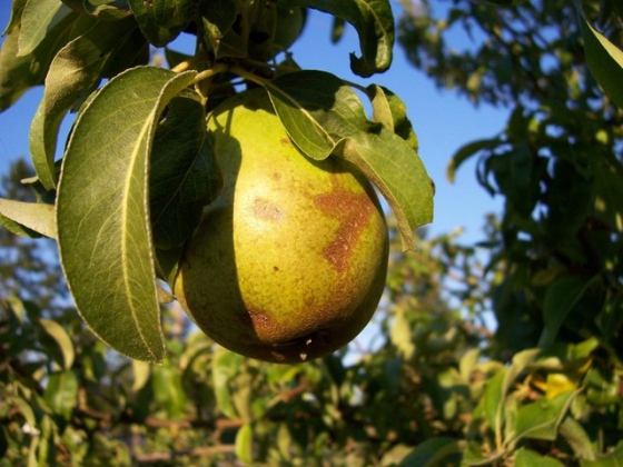 Sklizeň ovoce vzrostla o 24 procent, rekordní rok měly hrušky