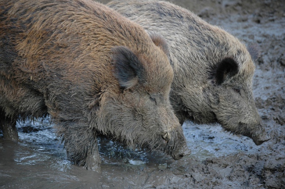 Nejnovější fakta v případu Afrického moru prasat