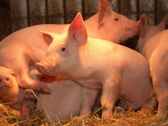 Česko získalo povolení k vývozu vepřového masa do Hongkongu