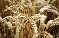 Zdražení potravinářské pšenice se promítne do ceny pečiva