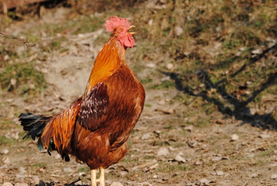 Ruský zákaz dovozu drůbeže a vajec z ČR zrušen