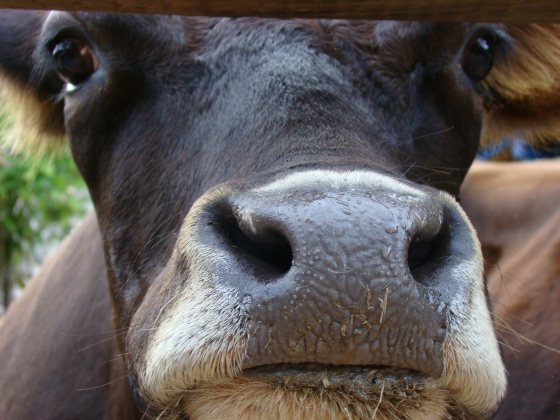 Veterináři provedli rozsáhlé kontroly jatek