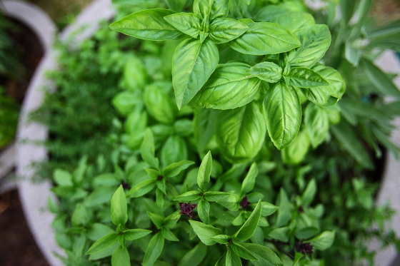 Inspekce zadržela potraviny rostlinného původu obsahující mix pesticidů