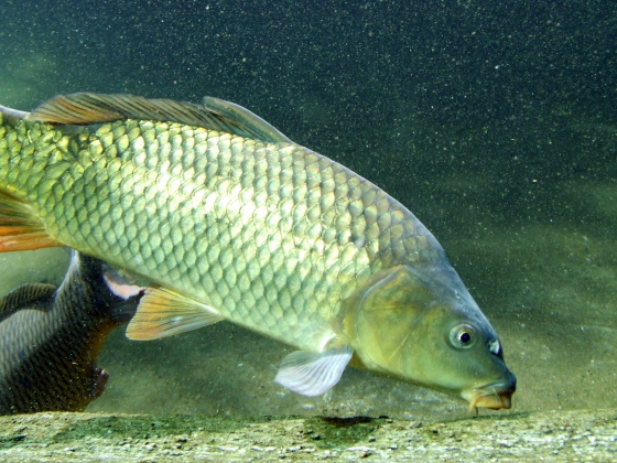 Připomínka ohlašovací povinnosti prodejců vánočních kaprů