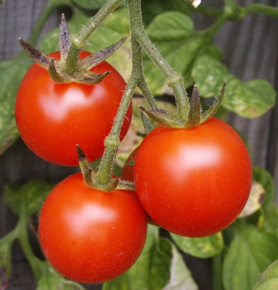 Díky obřím skleníkům si můžeme dopřát česká rajčata i v zimě