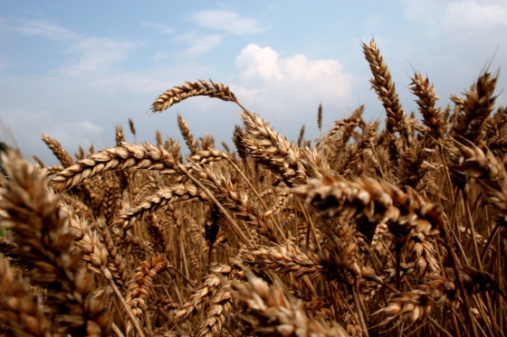 První prognózy hovoří o nižší sklizni obilovin