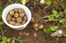 Druhý ročník systému kvality Q CZ konzumních brambor je za námi