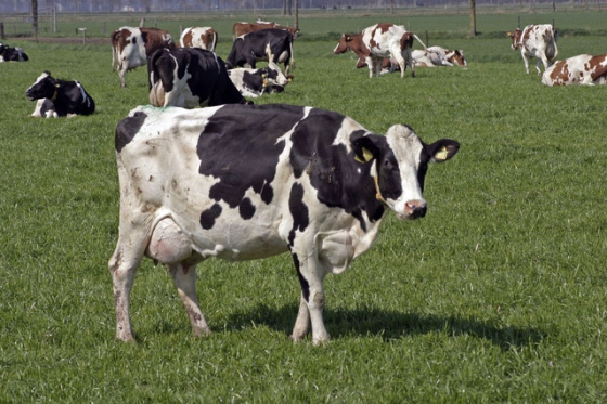 Loňské sucho přinese zdražení hovězího masa