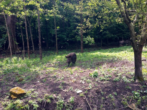 Situace ohledně nákazy afrického moru prasat se zlepšila natolik, že po 15 měsících je opět umožněn volný pohyb v lesích a na polích ve Zlínském kraji